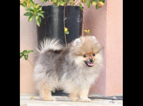 1   pomeranac   08.24..jpg